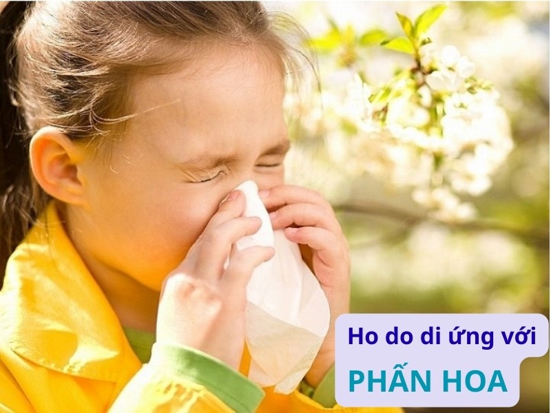 Ho thành cơn xuất phát từ nguyên nhân dị ứng với phấn hoa.